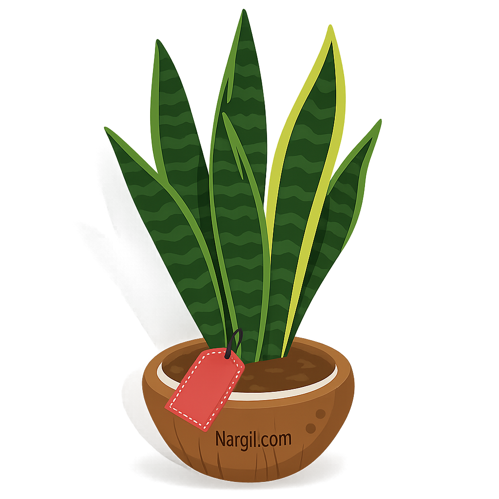 Nargil_Sansevieria Trifasciata